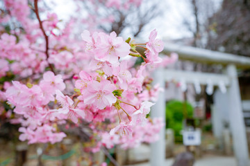 河津桜と鳥居