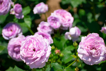 中之島公園の紫の薔薇（しのぶれど）