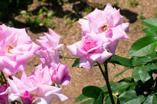 中之島公園のピンクの薔薇（桜貝）