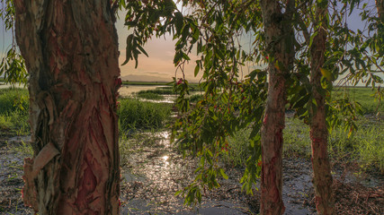 Fototapeta premium wetlands 