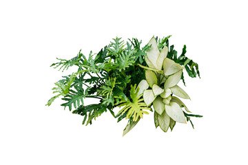 jungle leaves plant tree isolated include clipping path on white background