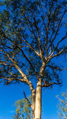 Gumtree