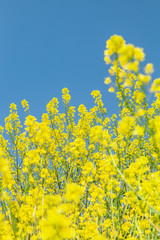 菜の花と青空