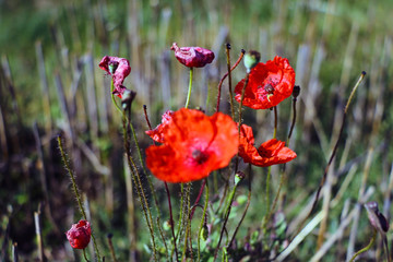 Fototapeta premium Single wild red corn poppy flower blossom in the spring.