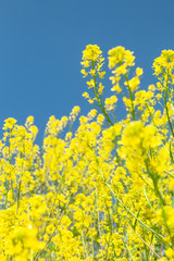Obraz premium 菜の花と青空