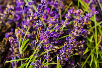 Fototapeta premium Lavender fields and macro flowers, typical Provence landscape in summer.