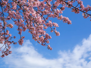 青い空に美しく映える満開の河津桜
