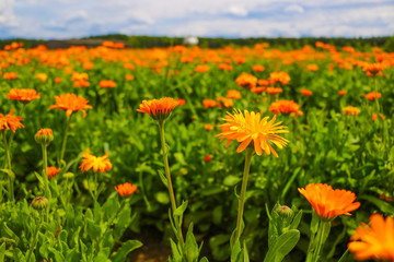 Orange pot marigold. Calendula officinalis field.