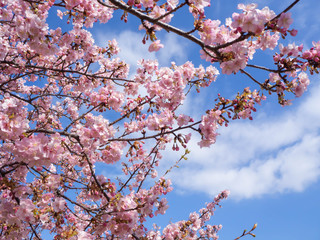 青い空に美しく映える満開の河津桜