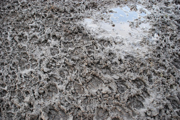 Traces of sheep and goats on the lake.