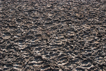 Traces of sheep and goats on the lake.