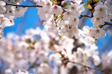 Obraz premium 桜（ソメイヨシノ）