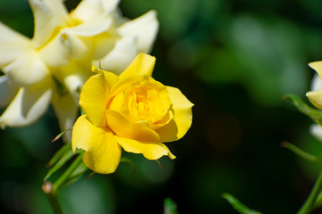 中之島公園の黄色い薔薇（サン フレーア）