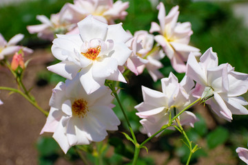 中之島公園の白い薔薇（マダム メラニー スペール）