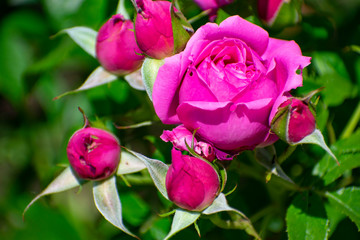 中之島公園のピンクの薔薇