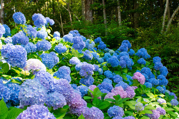 満開の紫陽花