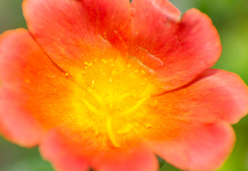Fototapeta na wymiar Close up flowers on sunshine macro 
