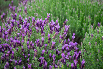 ラベンダー（デンダーダ系）