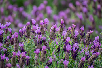 ラベンダー（デンダーダ系）