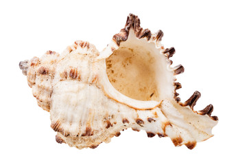 empty white seashell of mollusk isolated