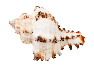 Obraz na płótnie Canvas white seashell of mollusc isolated on white