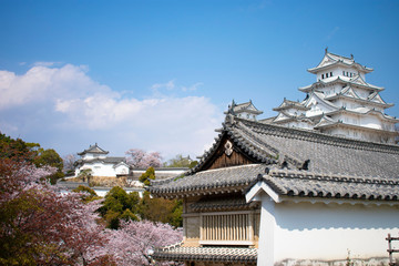 桜の姫路城
