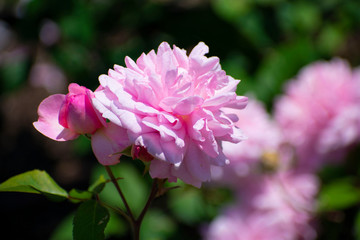 中之島公園のピンクの薔薇（ピンク グルス アン アーヘン）