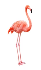 Gordijnen Flamingo staat op een witte achtergrond © ILYA AKINSHIN