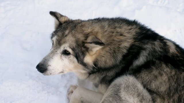West Siberian Laika. An adult hunting purebred dog is curled up on the snow in siberian village. Russia. 4K