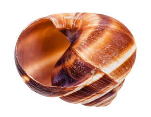 empty shell of edible snail isolated on white
