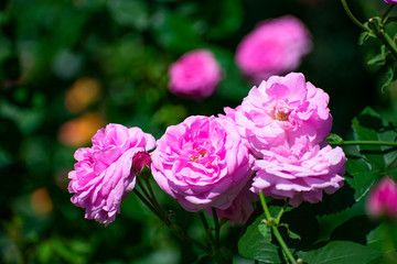 中之島公園のピンクの薔薇（オディ）