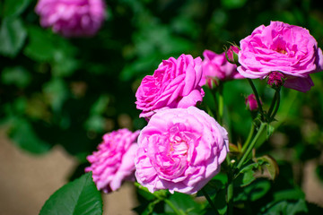 中之島公園のピンクの薔薇（オディ）