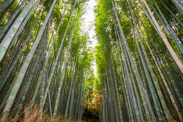 Arashiyama bamboo groove