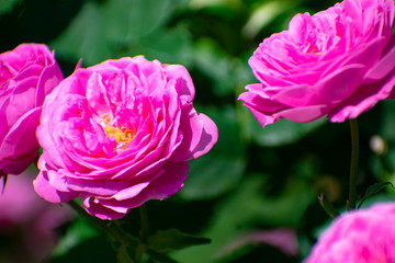 中之島公園のピンクの薔薇（オディ）