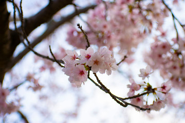 桜　ソメイヨシノ