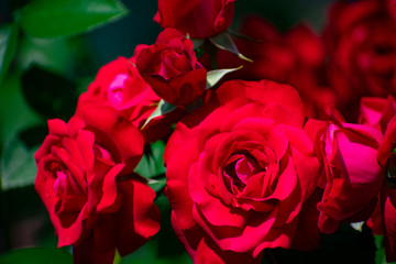 中之島公園の赤い薔薇（タマンゴ）