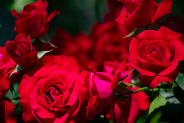 中之島公園の赤い薔薇（タマンゴ）