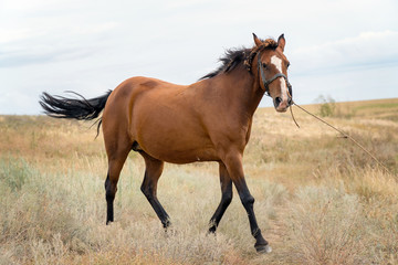 Fototapeta premium Red beautiful horse posing in meadow in front of the camera