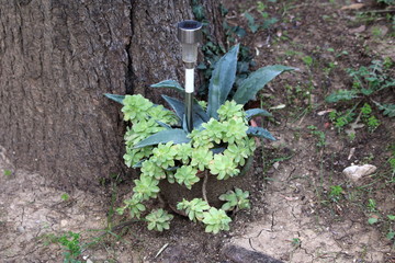 Decorative garden solar lamp between Agave monocot perennial ornamental plant mixed with Sedum or...