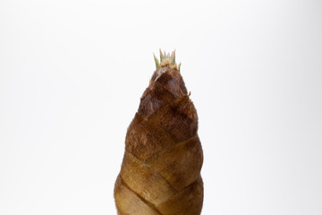 タケノコ 筍  竹の子