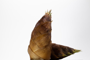 タケノコ　スライス　白背景