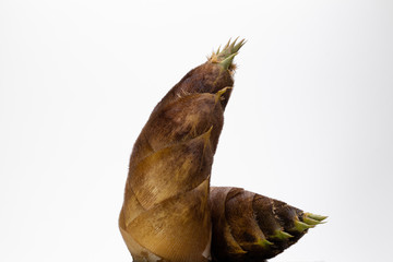 タケノコ　スライス　白背景