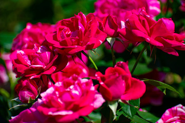 中之島公園の赤い薔薇（アンリ マティス）