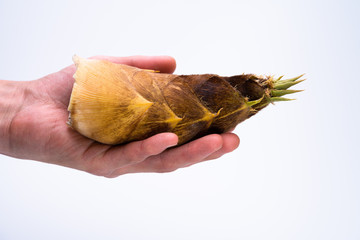 タケノコ　手持ち　白背景