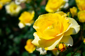 中之島公園の黄色い薔薇（カスク ドール）