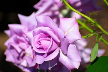 中之島公園の紫の薔薇（マダム ヴィオレ）
