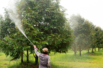garden man,Crop spraying pesticides fertilizers in Durian garden.