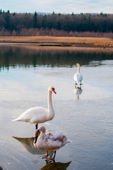 portrait of beautiful white swans on big lake with beautiful sky