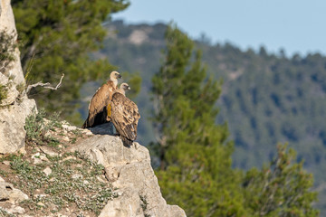 Griffon vultures (gyps fulvus) perched on a rock in Alcoy.