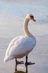 portrait of beautiful white swans on big lake with beautiful sky